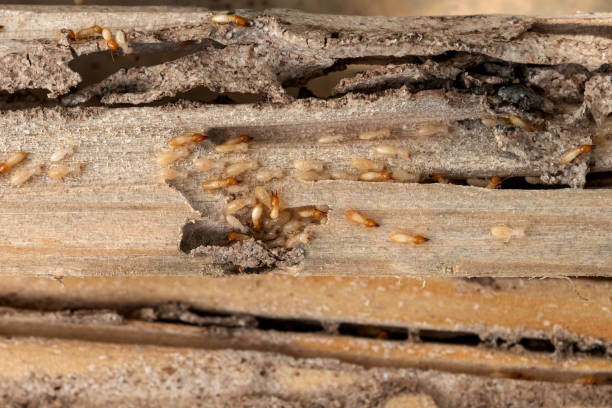 Best Affordable Pest Control Services  in Marion, WI